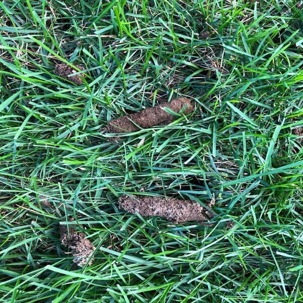 Core Plugs pulled by Mass Turf Aeration (600)